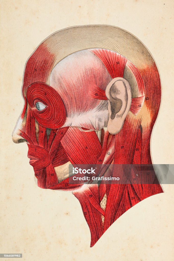 Human face with muscles illustration Steel engraving human face with muscles illustration
Original edition from my own archives
Source : Platen Heilmethode 1894 Human Face stock illustration