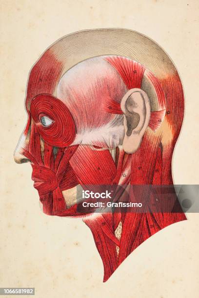 Human Face With Muscles Illustration Stock Illustration - Download Image Now - Human Face, Muscle, Anatomy