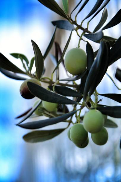 istock Olives in Alicante plantation 1066582054