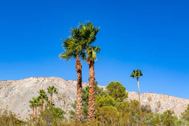 istock Palm Trees in the Californian Desert 1066582452