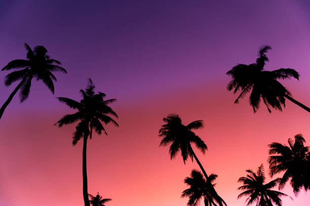 istock Silhouette coconut palm trees with sunset and flare sky background. 1066584696