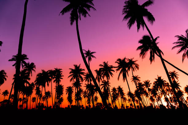 istock Silhouette coconut palm trees with sunset and flare sky background. 1066584698