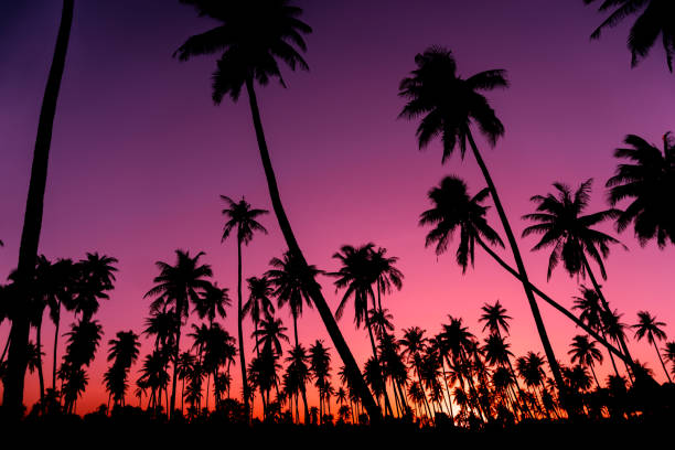 istock Silhouette coconut palm trees with sunset and flare sky background. 1066584722