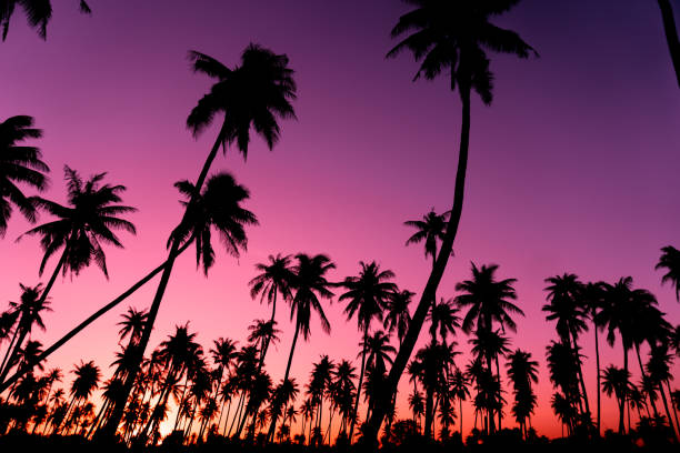istock Silhouette coconut palm trees with sunset and flare sky background. 1066584742
