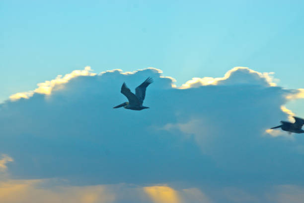Brown Pelicans flying over Tulum beach at sunrise.