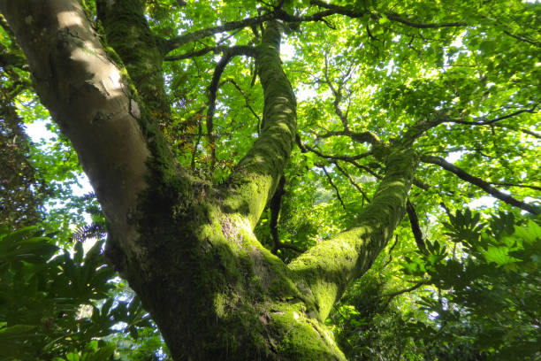 istock Lost gardens of Heligan - Cornwall, England, UK 1066585500