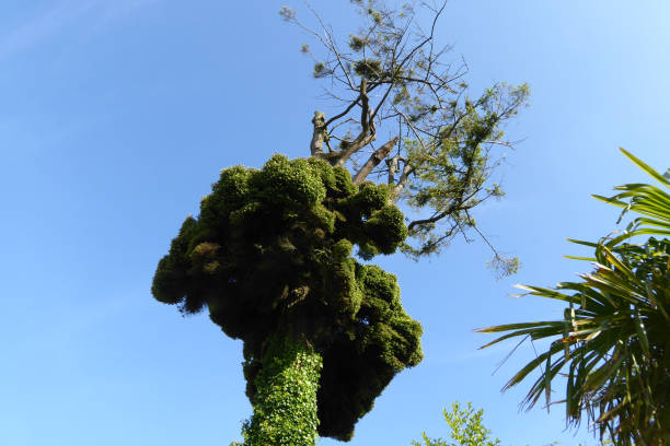 moss on tree, beautiful photo digital picture