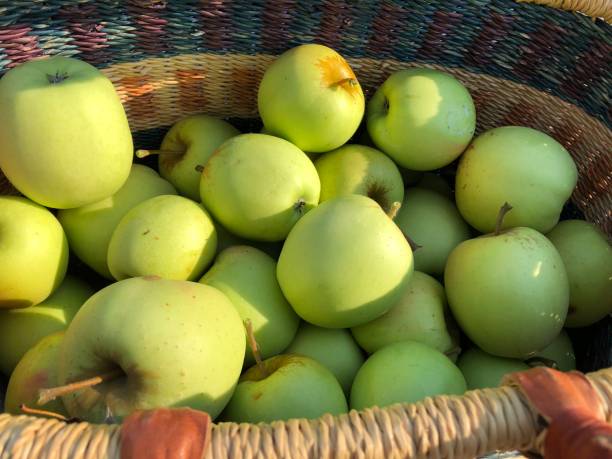 Apple Picking Harvest stock photo