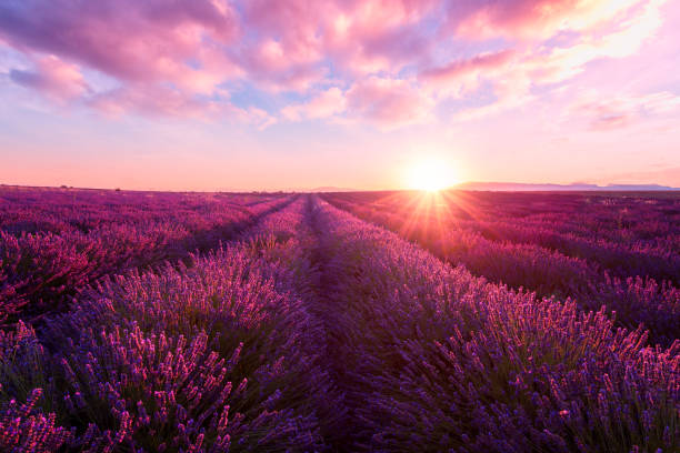 lavendel feld bei sonnenuntergang, provence, erstaunliche landschaft mit feurigen himmel, frankreich - lavendel stock-fotos und bilder