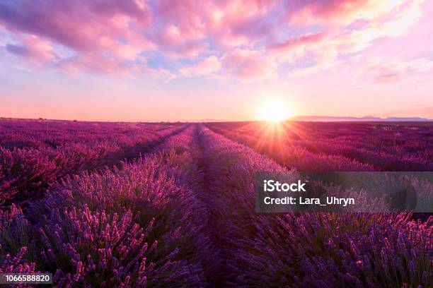 Lavendel Feld Bei Sonnenuntergang Provence Erstaunliche Landschaft Mit Feurigen Himmel Frankreich Stockfoto und mehr Bilder von Feld