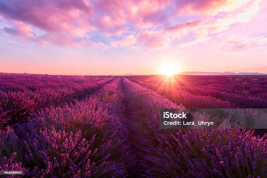 Lavender field at sunset, Provence, amazing landscape with fiery sky, France Lavender field at sunset light in Provence, amazing sunny landscape with fiery sky and sun, France Landscape - Scenery Stock Photo