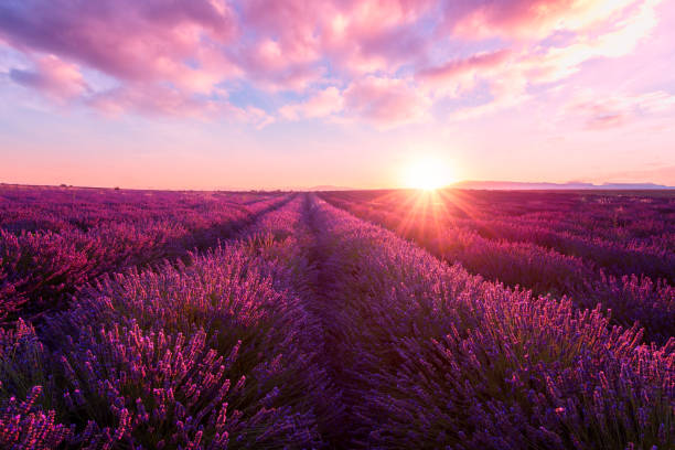 Lavender field at sunset, Provence, amazing landscape with fiery sky, France Lavender field at sunset light in Provence, amazing sunny landscape with fiery sky and sun, France fuchsia stock pictures, royalty-free photos & images