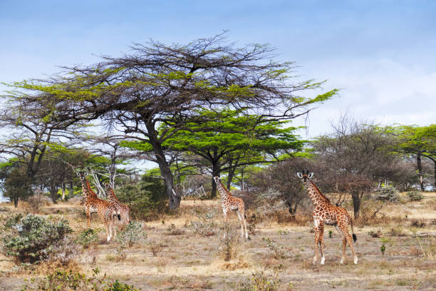 istock Curious giraffes looking at the camera 1066589006