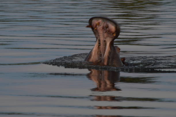istock Hippo in river with open mouth 1066589306
