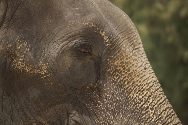 istock Sad elephant eye blur background detail 1066590686