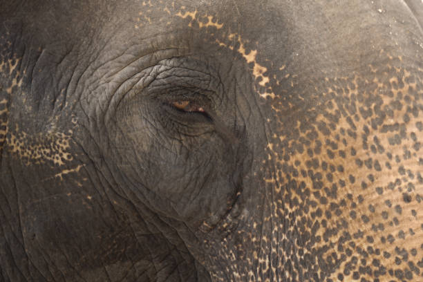 istock Sad elephant eye blur background detail 1066590736