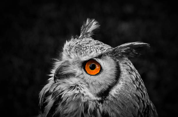istock Owl with large eyes used for night vision. 1066591940