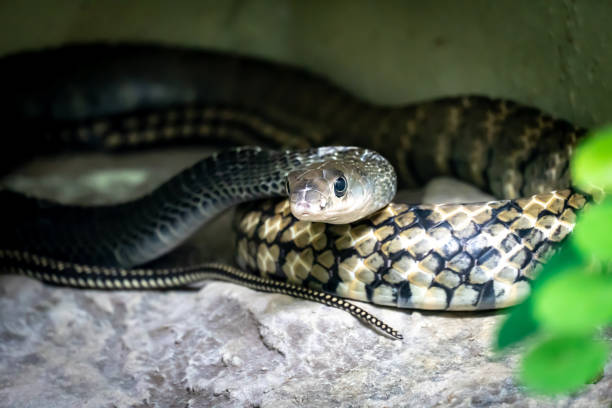 istock Dangerous cobra snake looking at me 1066593682
