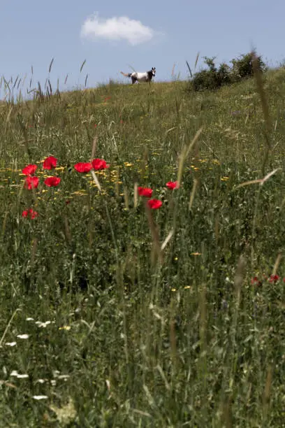 Beautiful poppy flowers and horse among the grass