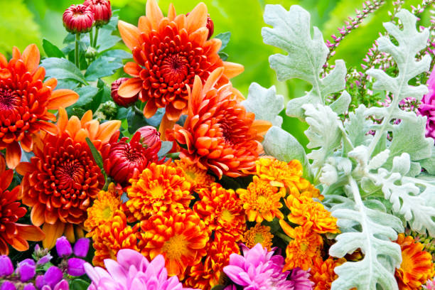 istock Flowers in the garden  -  Autumn 1066597836