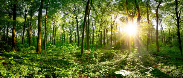 Idyllic forest at sunrise Beautiful forest panorama in spring with bright sun shining through the trees tranquil scene stock pictures, royalty-free photos & images