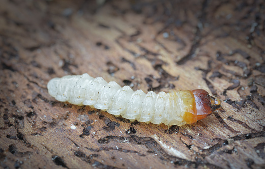 Bark beetle larva on tree bark