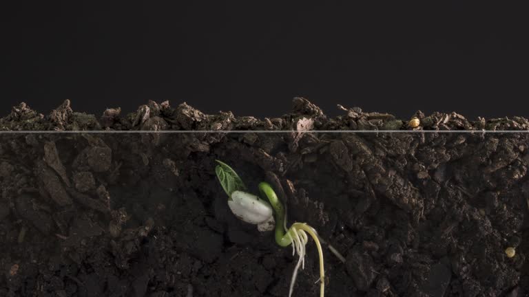 Seed Growing Time Lapse With Roots Underground View