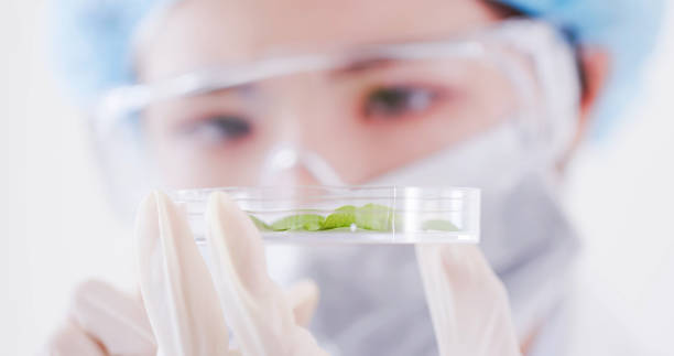 istock woman scientist take petri dish 1066606050