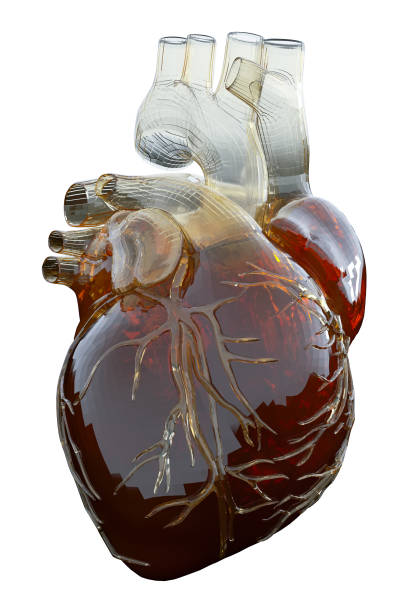 3d prestado ilustración médicamente precisa de un corazón artificial - human cardiovascular system heart shape human hand healthy lifestyle fotografías e imágenes de stock