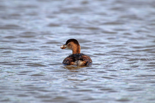 istock The little grebe fishing. 1066608396