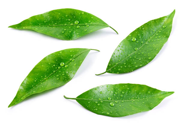 istock Citrus leaves with drops 1066612616