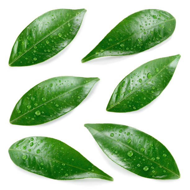 istock Citrus leaves with drops. 1066612668