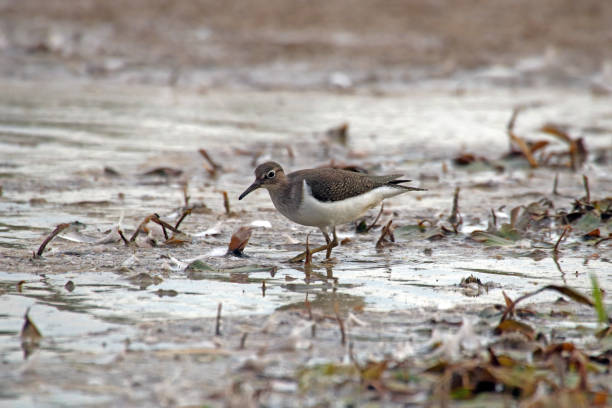 istock The walk of common sandpiper. 1066615068