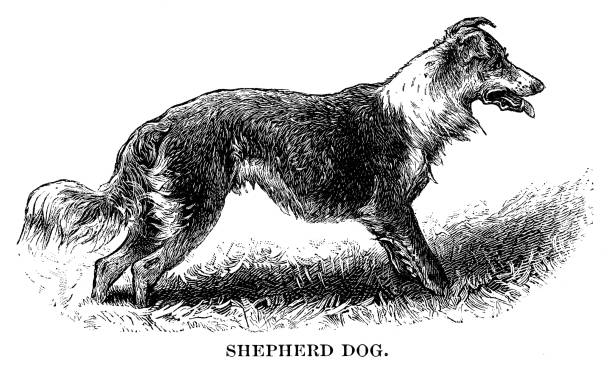 Shepherd dog Shepherd dog - Scanned 1880 Engraving border collie drawing stock illustrations