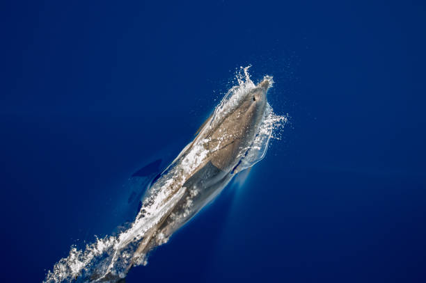 istock The breath of the dolphin 1066620476