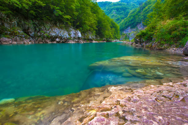 Tara River Canyon, Durmitor National Park, Montenegro. Absolutely transparent turquoise cold water of a mountain rapid deep river from a rocky shore, background of summer green trees of the forest. durmitor national park photos stock pictures, royalty-free photos & images