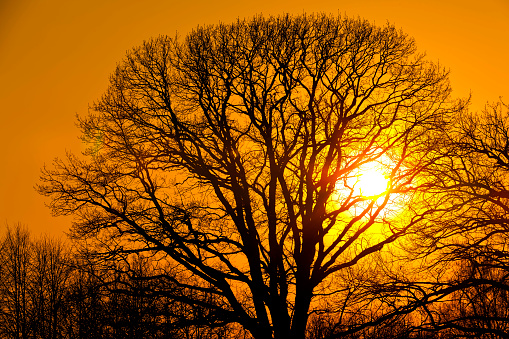 Silhouette of a large branched tree with fallen leaves in the orange yellow light of the setting sun in a city park forest. Wooden natural patterns against the sky.