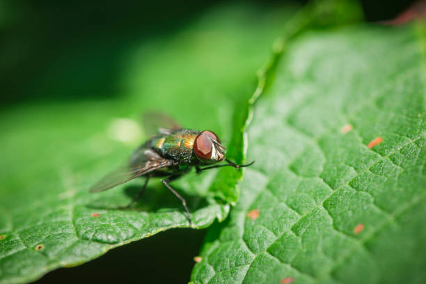 istock Head with compound eyes on green leaves 1066625388