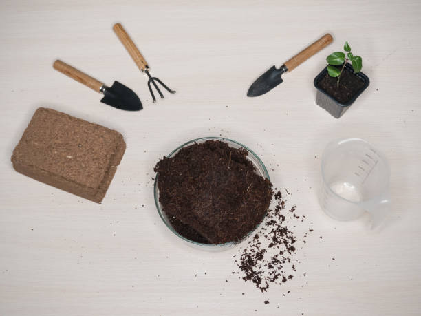 istock Coconut substrate for soil. Pressed coconut substrate briquette 1066626790