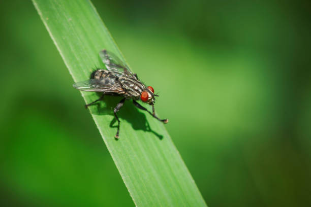 istock Sarcophaga nodosa on blade of grass 1066626894