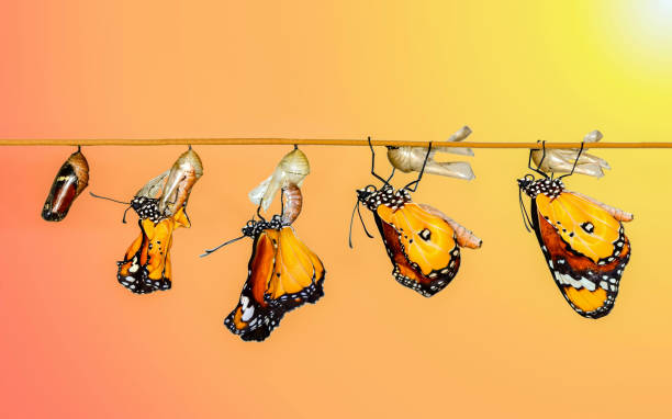 モナーク蝶変身の後その翼を乾燥 - butterfly swallowtail butterfly caterpillar black ストックフォトと画像