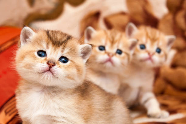 istock Three cute Golden British kittens sit one after another and look at the camera with interest 1066632488