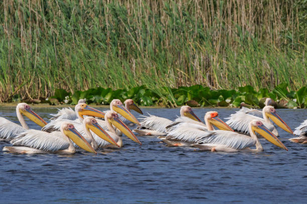 istock white pelicans in Danube Delta, Romania 1066633036