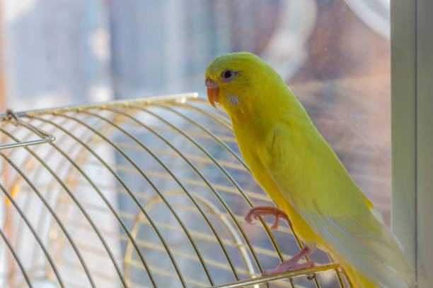 istock A yellow wavy parrot sits on a cage 1066634088