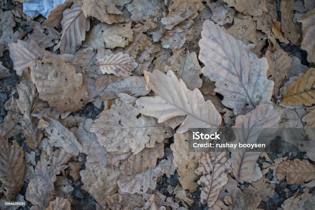 Change of season Leafs fallen off tree laying on ground Backgrounds Stock Photo