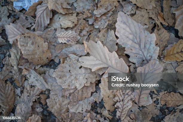 Change Of Season Stock Photo - Download Image Now - Backgrounds, Brown, Environment