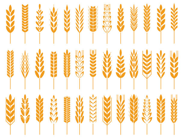 illustrazioni stock, clip art, cartoni animati e icone di tendenza di icone dei chicchi di grano. logo pane frumento, cereali agricoli e gambo di segale simbolo isolato icona vettoriale - grano