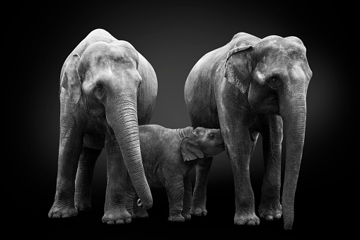 African elephants inhabiting  South Africa on monochrome black background, black and white. Artistic processing, fine art.