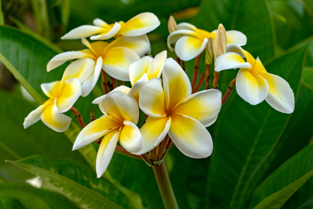 istock frangipani flower isolated on green background 1066641328
