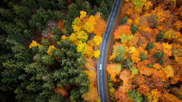 istock Road through autumnal forest - aerial view 1066644310